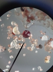 Ptychostomum bornholmense