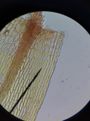 Ptychostomum bornholmense