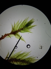 Ptychostomum bornholmense