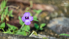 Torenia concolor