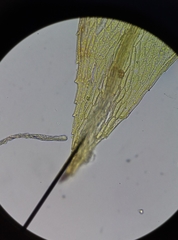Ptychostomum bornholmense