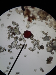 Ptychostomum bornholmense