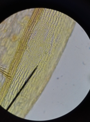 Ptychostomum bornholmense