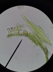 Ptychostomum bornholmense