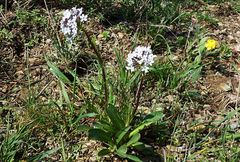 Valeriana chionophila