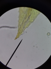 Ptychostomum bornholmense