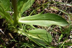 Valeriana chionophila