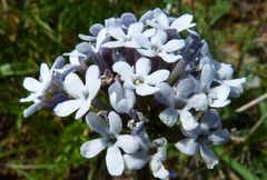 Valeriana chionophila