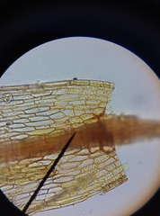 Ptychostomum bornholmense