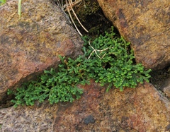 Selaginella sanguinolenta