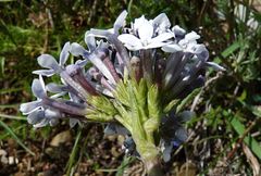 Valeriana chionophila