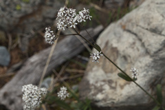 Gypsophila cephalotes