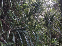 Freycinetia formosana