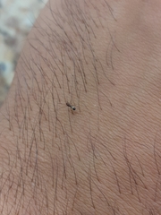 Linyphiidae