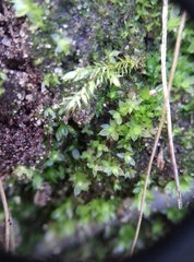 Ptychostomum moravicum