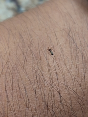 Linyphiidae
