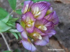 Trifolium grandiflorum
