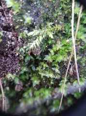 Ptychostomum moravicum