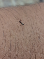 Linyphiidae