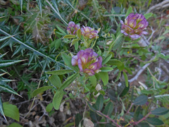 Trifolium grandiflorum