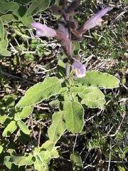 Salvia fruticosa