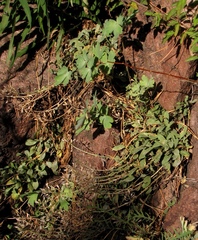 Noccaea cochleariformis