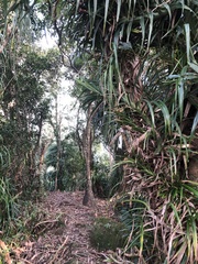 Freycinetia formosana