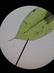 Ptychostomum moravicum