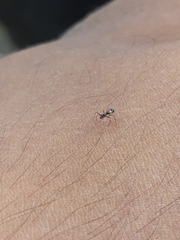 Linyphiidae