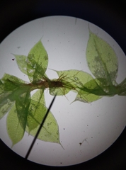 Ptychostomum moravicum