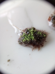 Ptychostomum moravicum