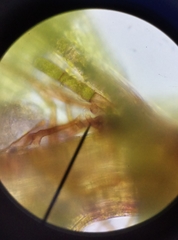 Ptychostomum moravicum