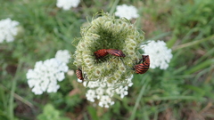 Graphosoma italicum italicum
