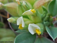 Tripodion tetraphyllum
