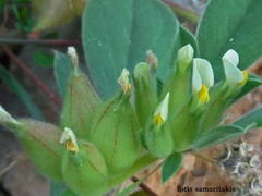 Tripodion tetraphyllum
