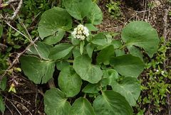 Valeriana ficariifolia