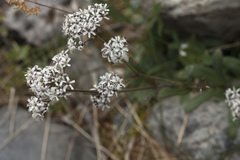 Gypsophila cephalotes
