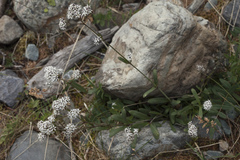 Gypsophila cephalotes