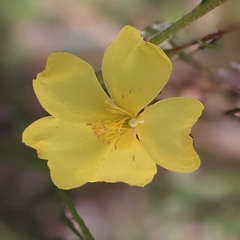 Crocanthemum aldersonii