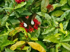 Papilio iswara