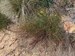 Crocanthemum aldersonii