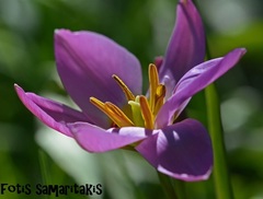 Tulipa saxatilis