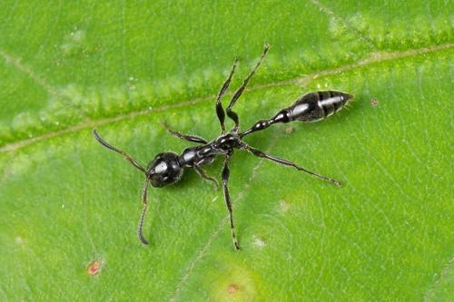 牛眼细长蚁Tetraponera buops