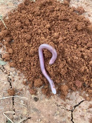 Leposternon microcephalum