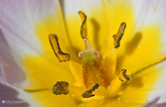 Tulipa saxatilis