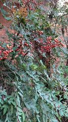 Cotoneaster glaucophyllus glaucophyllus