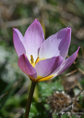 Tulipa saxatilis