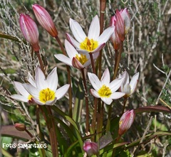 Tulipa cretica