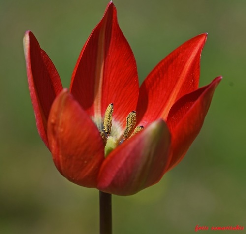 Tulipa orphanidea Boiss. ex Heldr.