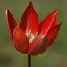 Tulipa orphanidea - Photo (c) fotis-samaritakis, algunos derechos reservados (CC BY-NC), subido por fotis-samaritakis